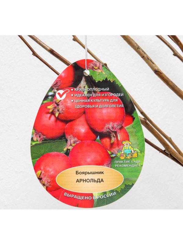 Боярышник Арнольда (обыкновенный), 1 шт, туба, Весна 2024