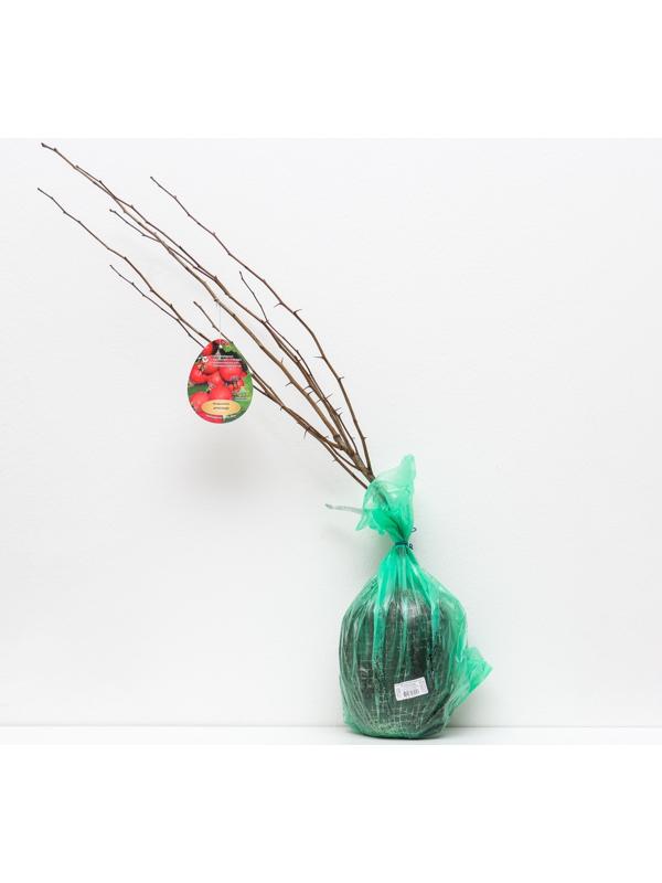 Боярышник Арнольда (обыкновенный), 1 шт, туба, Весна 2024