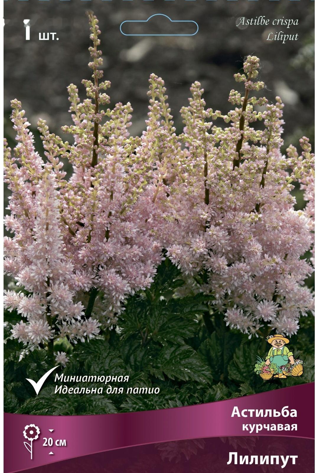 Астильба курчавая Лилипут, I р-р, 1 шт. 20 h(см), Весна 2024
