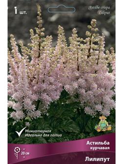 Астильба курчавая Лилипут, I р-р, 1 шт. 20 h(см), Весна 2024