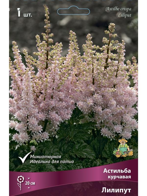 Астильба курчавая Лилипут, I р-р, 1 шт. 20 h(см), Весна 2024