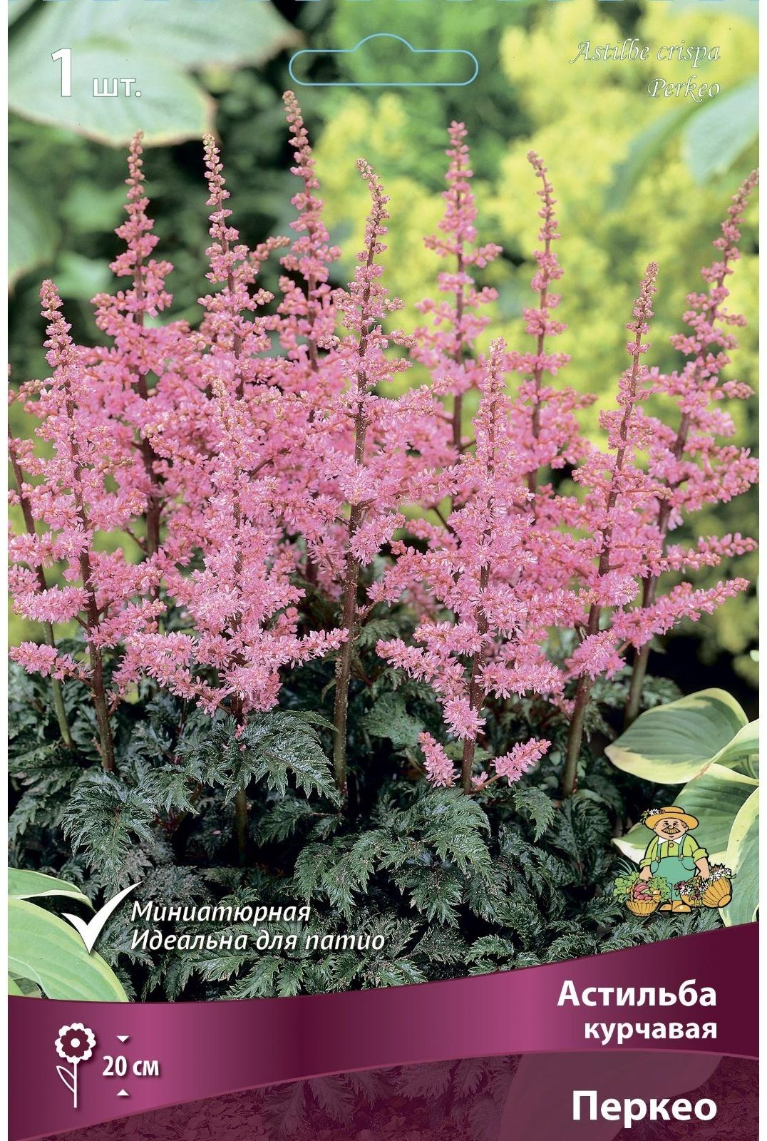 Астильба курчавая Перкео, I р-р, 1 шт. 20 h(см), Весна 2024