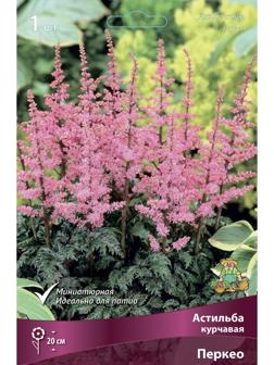 Астильба курчавая Перкео, I р-р, 1 шт. 20 h(см), Весна 2024
