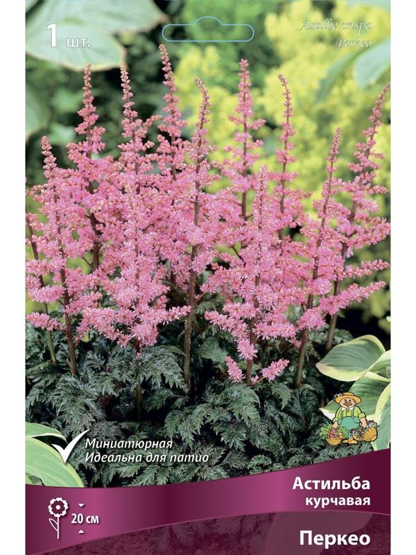 Астильба курчавая Перкео, I р-р, 1 шт. 20 h(см), Весна 2024