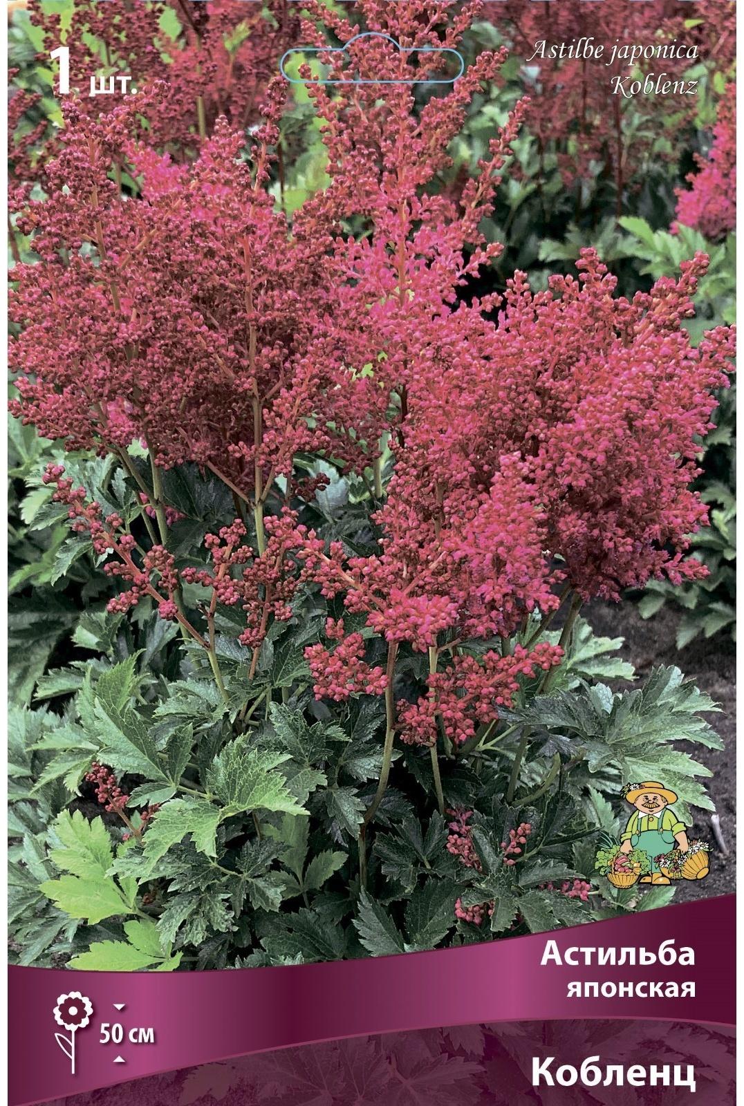 Астильба японская Кобленц, I р-р, 1 шт. 50 h(см), Весна 2024