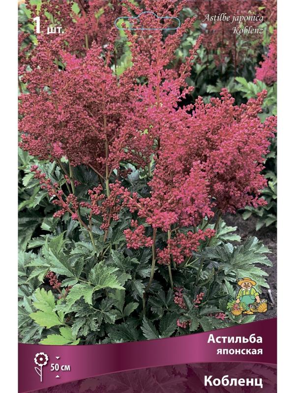 Астильба японская Кобленц, I р-р, 1 шт. 50 h(см), Весна 2024