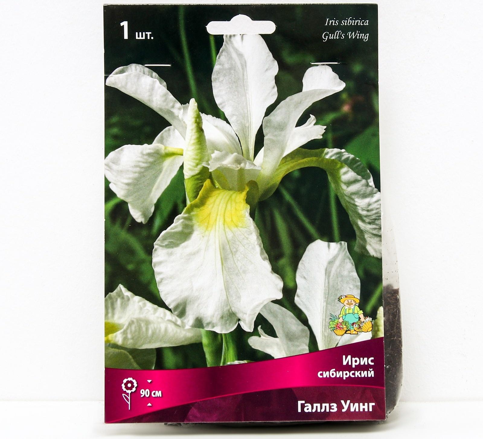 Ирис сибирский Галлз Уинг, I р-р, 1 шт. 90 h(см), Весна 2024