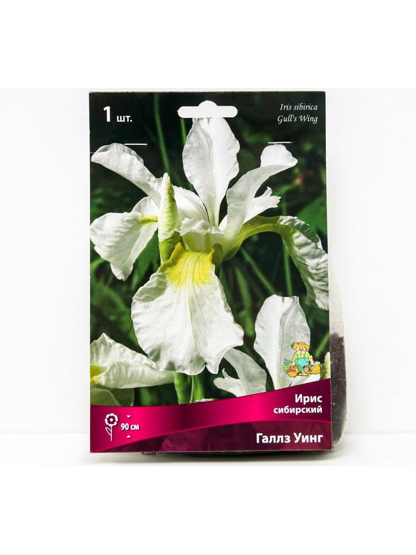 Ирис сибирский Галлз Уинг, I р-р, 1 шт. 90 h(см), Весна 2024