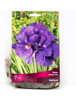 Ирис сибирский Каблуе, I р-р, 1 шт. 70 h(см), Весна 2024