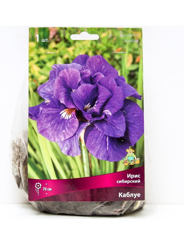 Ирис сибирский Каблуе, I р-р, 1 шт. 70 h(см), Весна 2024