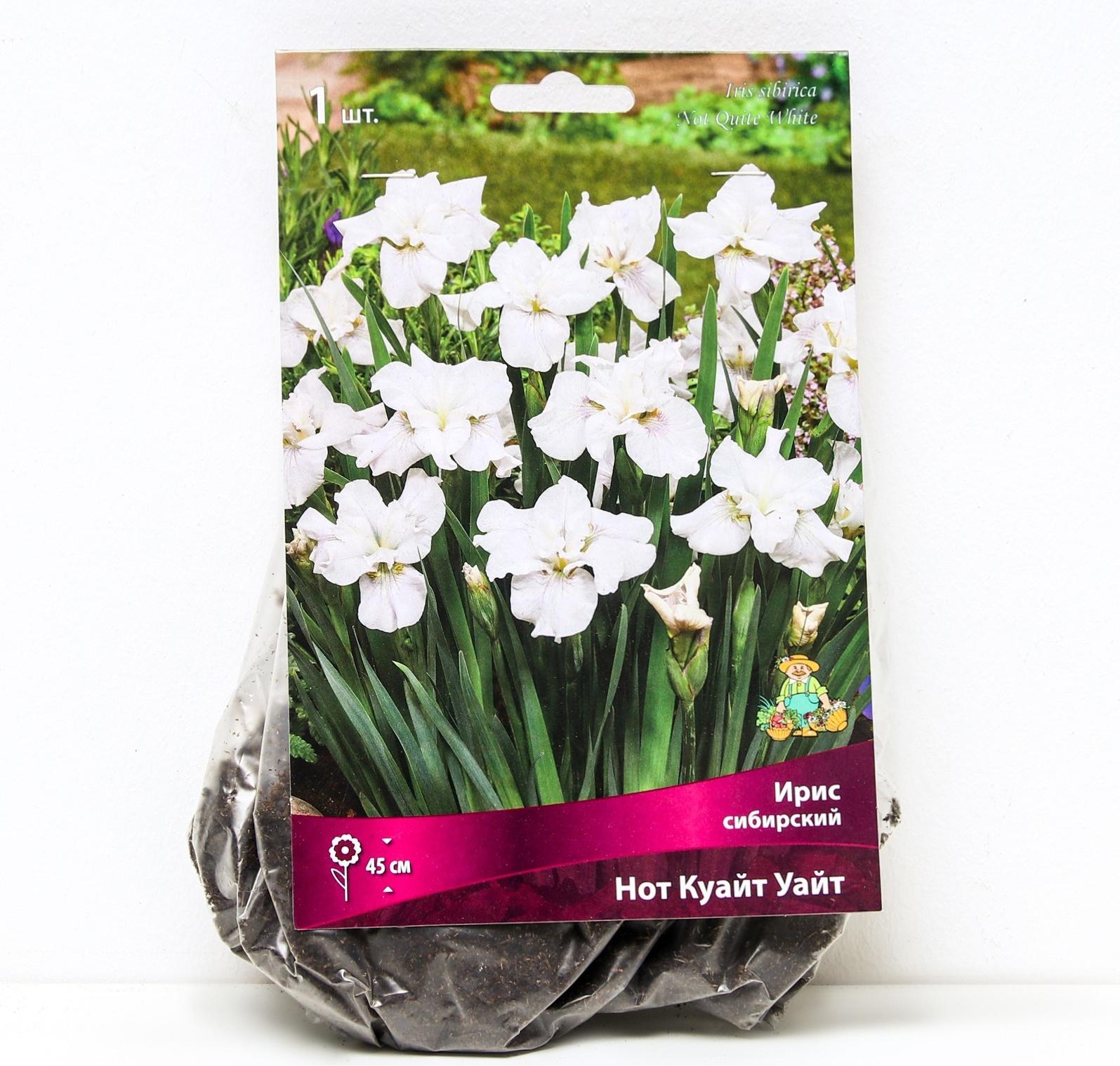Ирис сибирский Нот Куайт Уайт, I р-р, 1 шт. 45 h(см), Весна 2024
