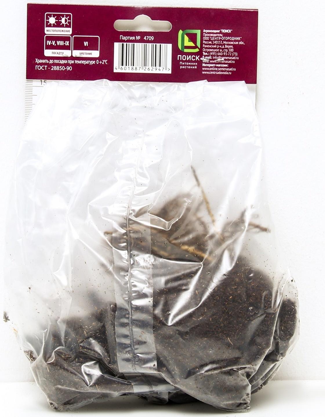 Ирис сибирский Нот Куайт Уайт, I р-р, 1 шт. 45 h(см), Весна 2024