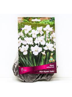 Ирис сибирский Нот Куайт Уайт, I р-р, 1 шт. 45 h(см), Весна 2024