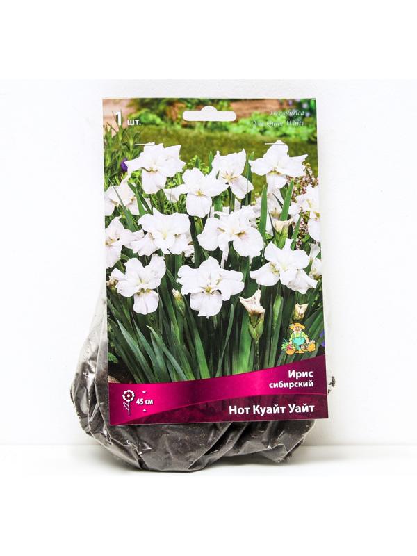 Ирис сибирский Нот Куайт Уайт, I р-р, 1 шт. 45 h(см), Весна 2024