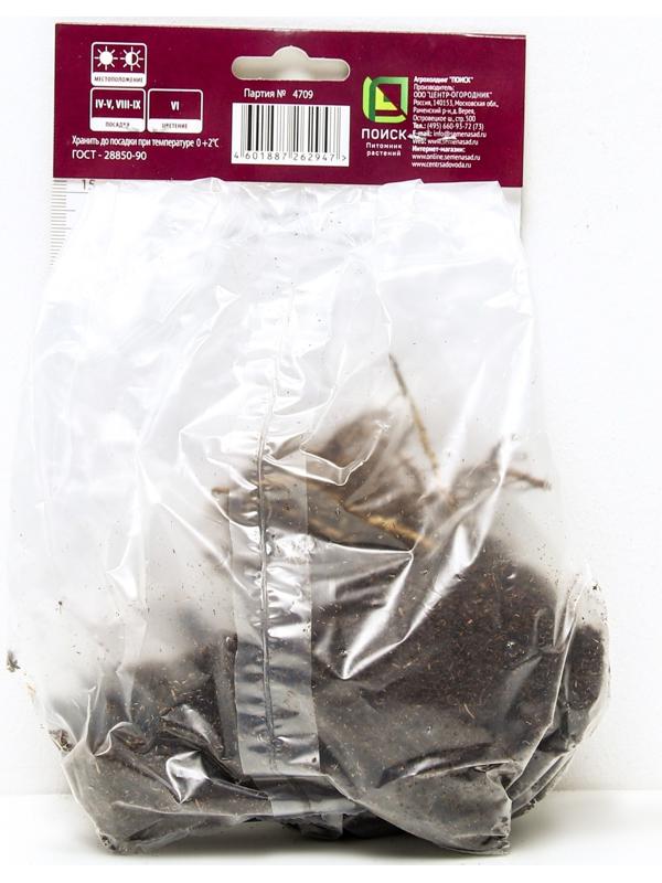 Ирис сибирский Нот Куайт Уайт, I р-р, 1 шт. 45 h(см), Весна 2024