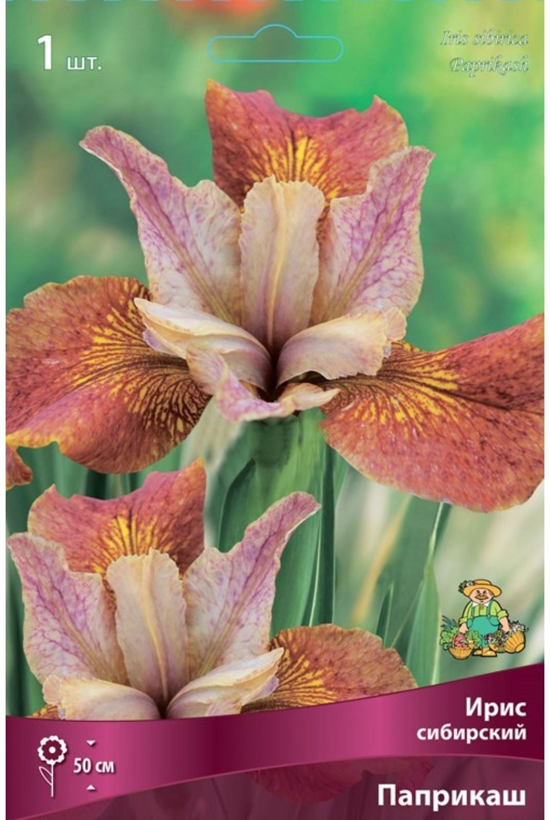 Ирис сибирский Паприкаш, I р-р, 1 шт. 50 h(см), Весна 2024