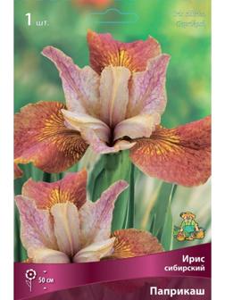 Ирис сибирский Паприкаш, I р-р, 1 шт. 50 h(см), Весна 2024