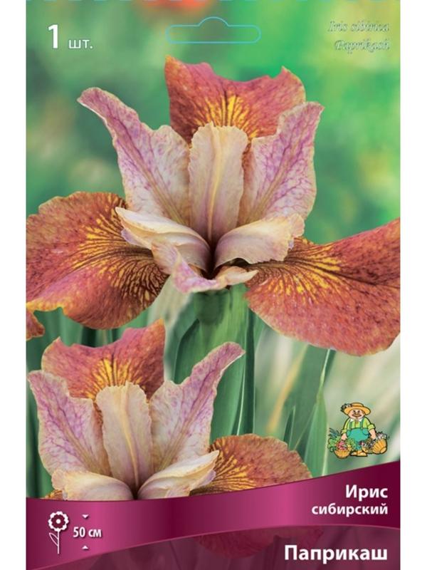 Ирис сибирский Паприкаш, I р-р, 1 шт. 50 h(см), Весна 2024