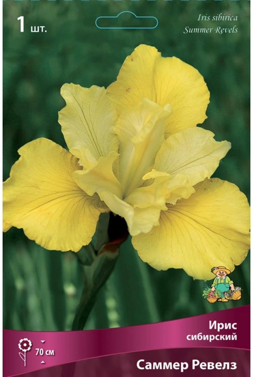 Ирис сибирский Саммер Ревелз, I р-р, 1 шт. 70 h(см), Весна 2024