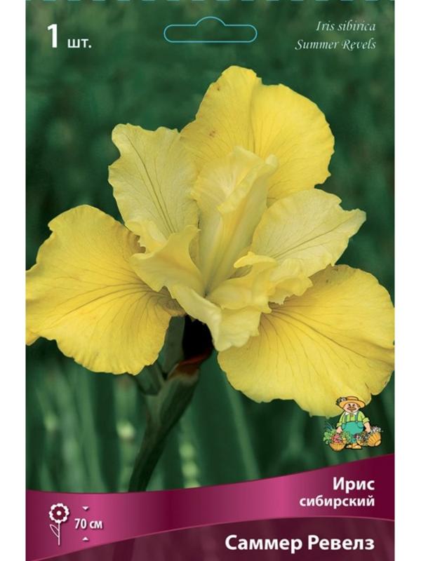 Ирис сибирский Саммер Ревелз, I р-р, 1 шт. 70 h(см), Весна 2024