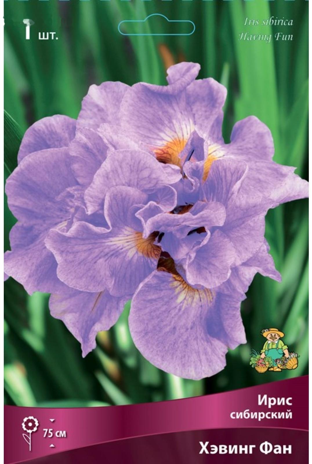 Ирис сибирский Хэвинг Фан, I р-р, 1 шт. 75 h(см), Весна 2024