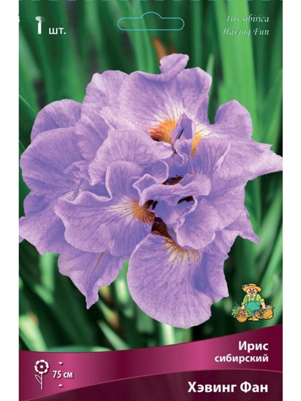 Ирис сибирский Хэвинг Фан, I р-р, 1 шт. 75 h(см), Весна 2024