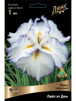 Ирис японский Лайт эт Дон, I р-р, 1 шт. 80 h(см), Весна 2024