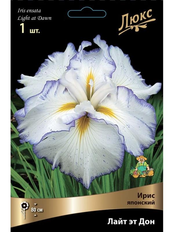 Ирис японский Лайт эт Дон, I р-р, 1 шт. 80 h(см), Весна 2024