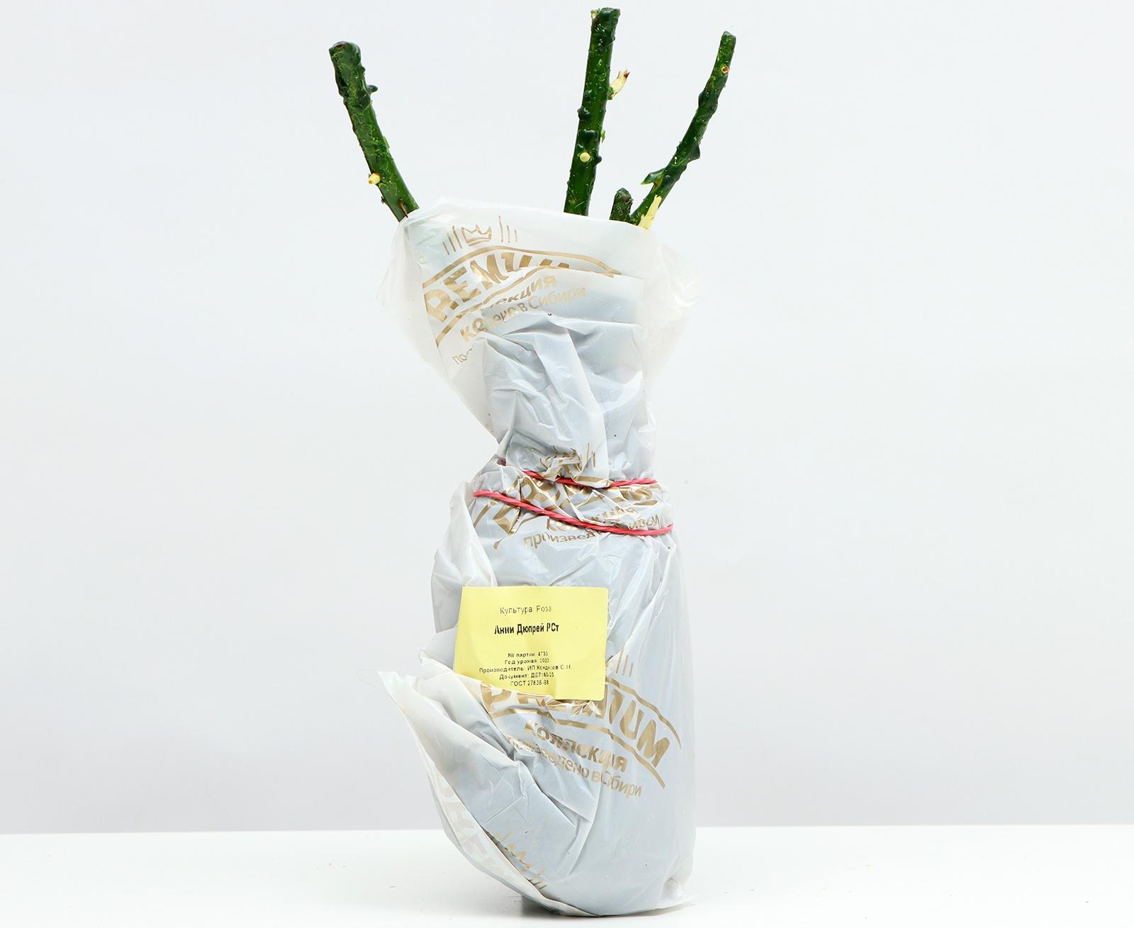 Саженец Розы Шраб 