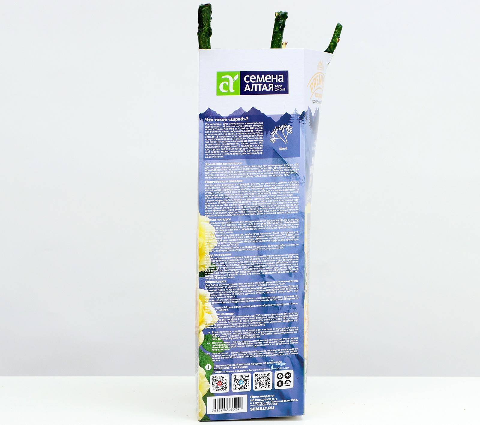 Саженец Розы Шраб 