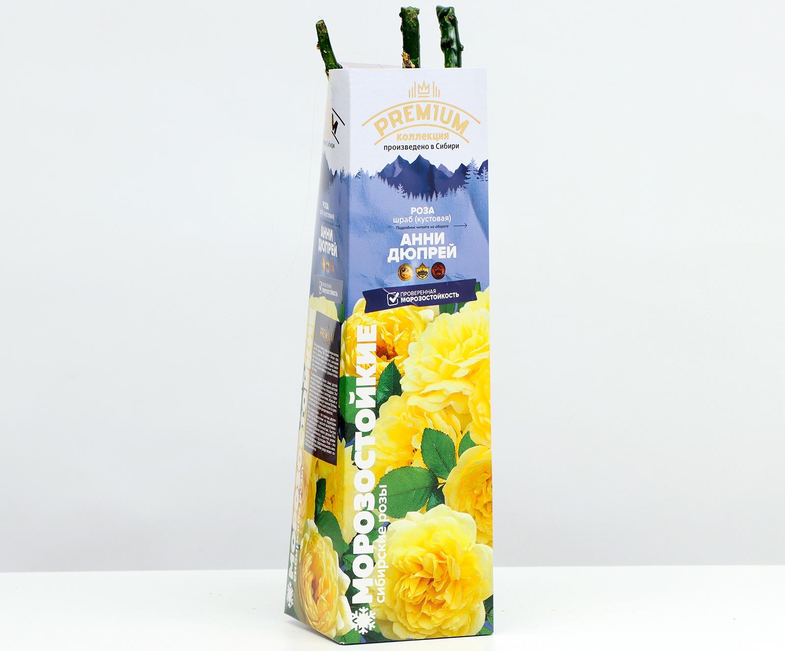 Саженец Розы Шраб 