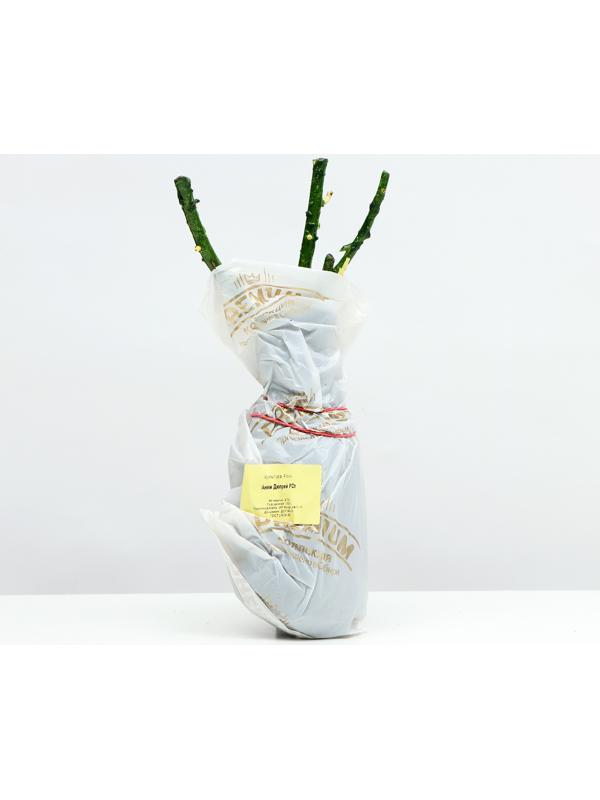 Саженец Розы Шраб 