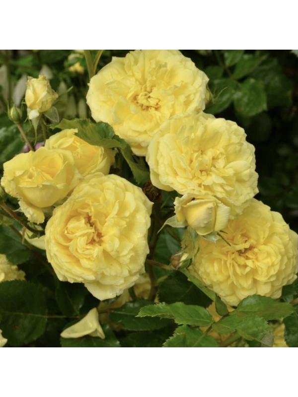 Саженец Розы Шраб 