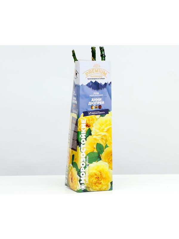 Саженец Розы Шраб 