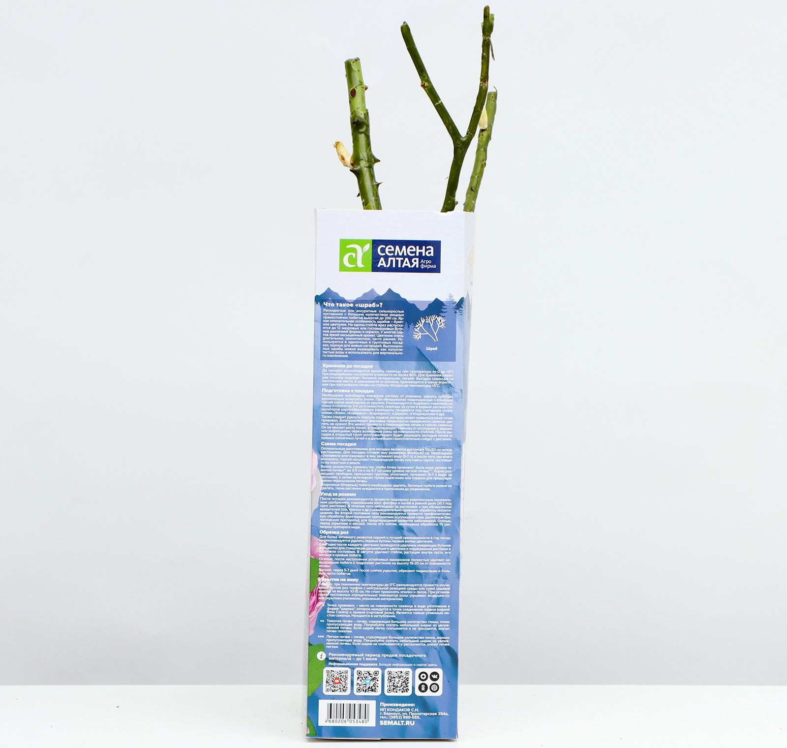 Саженец Розы Шраб 