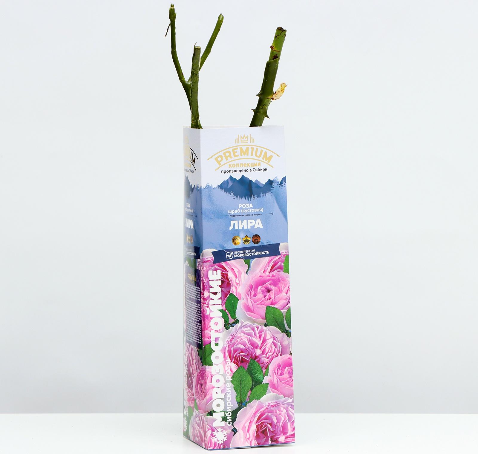 Саженец Розы Шраб 