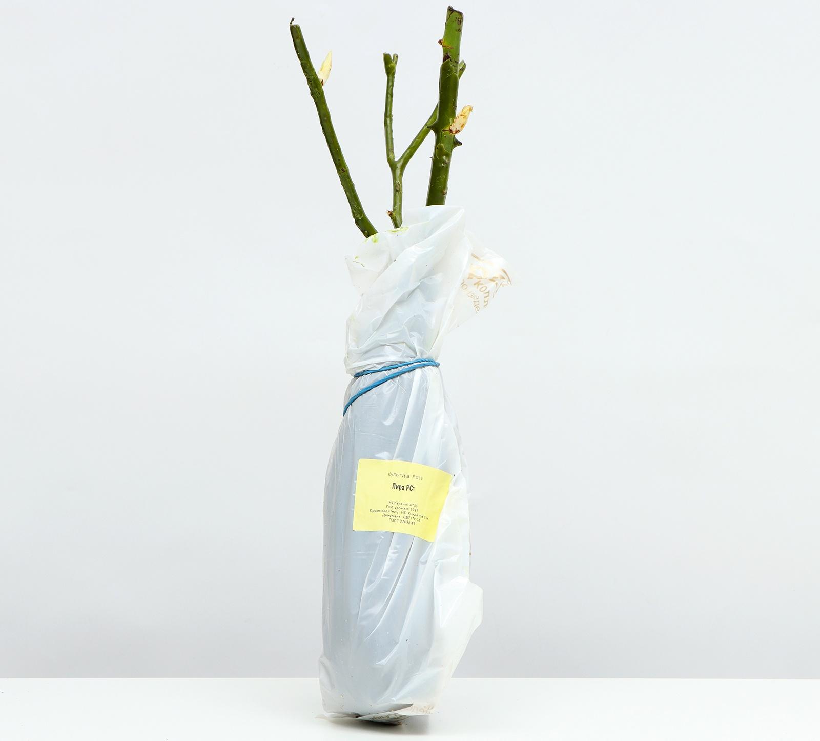 Саженец Розы Шраб 