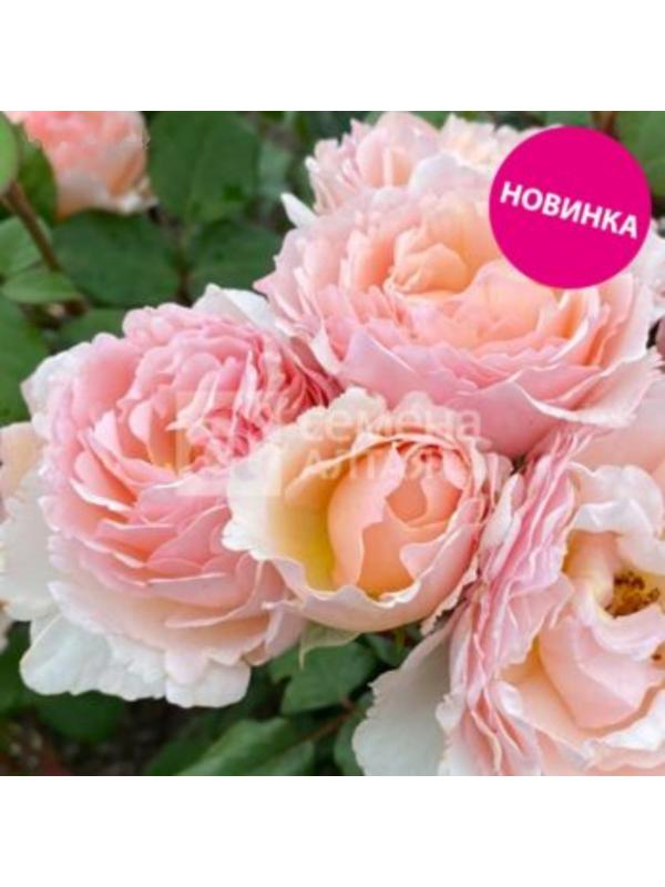 Саженец Розы Шраб 