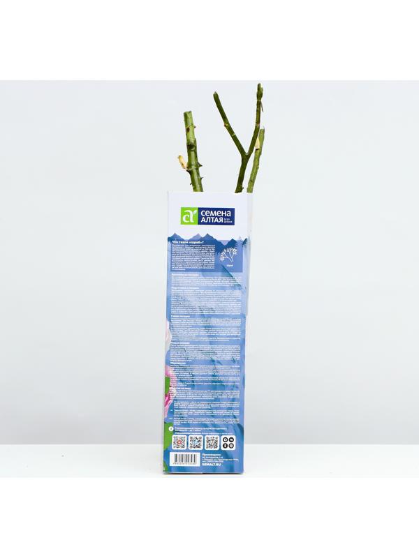 Саженец Розы Шраб 