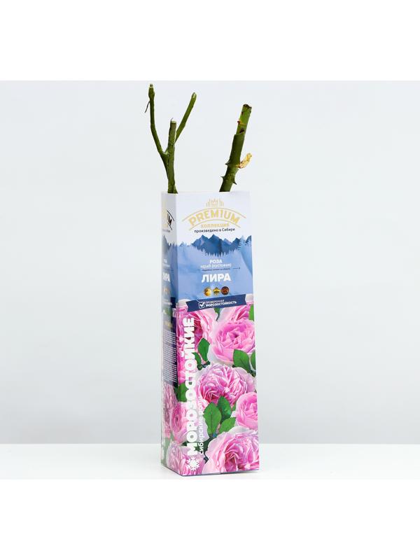 Саженец Розы Шраб 