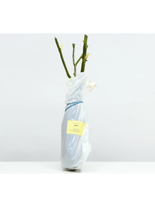 Саженец Розы Шраб 