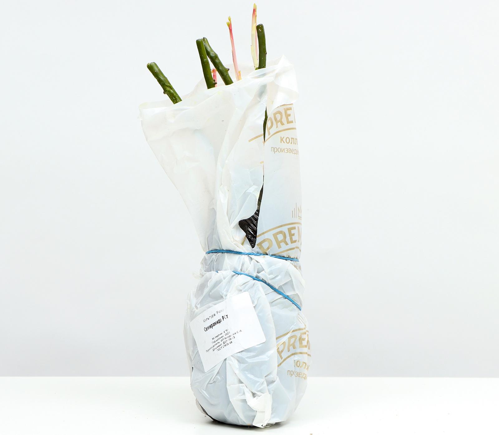 Саженец Розы Шраб 