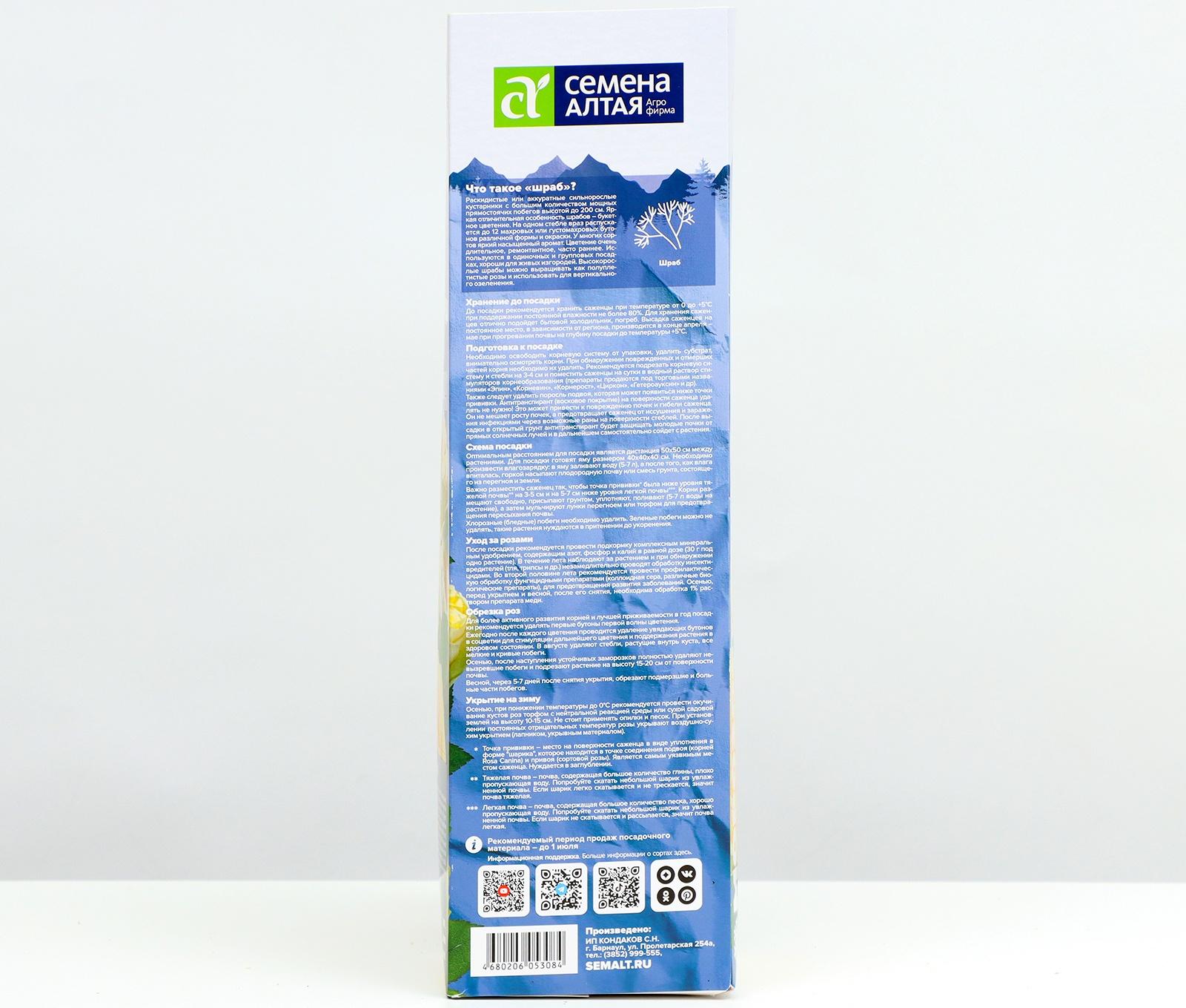 Саженец Розы Шраб 