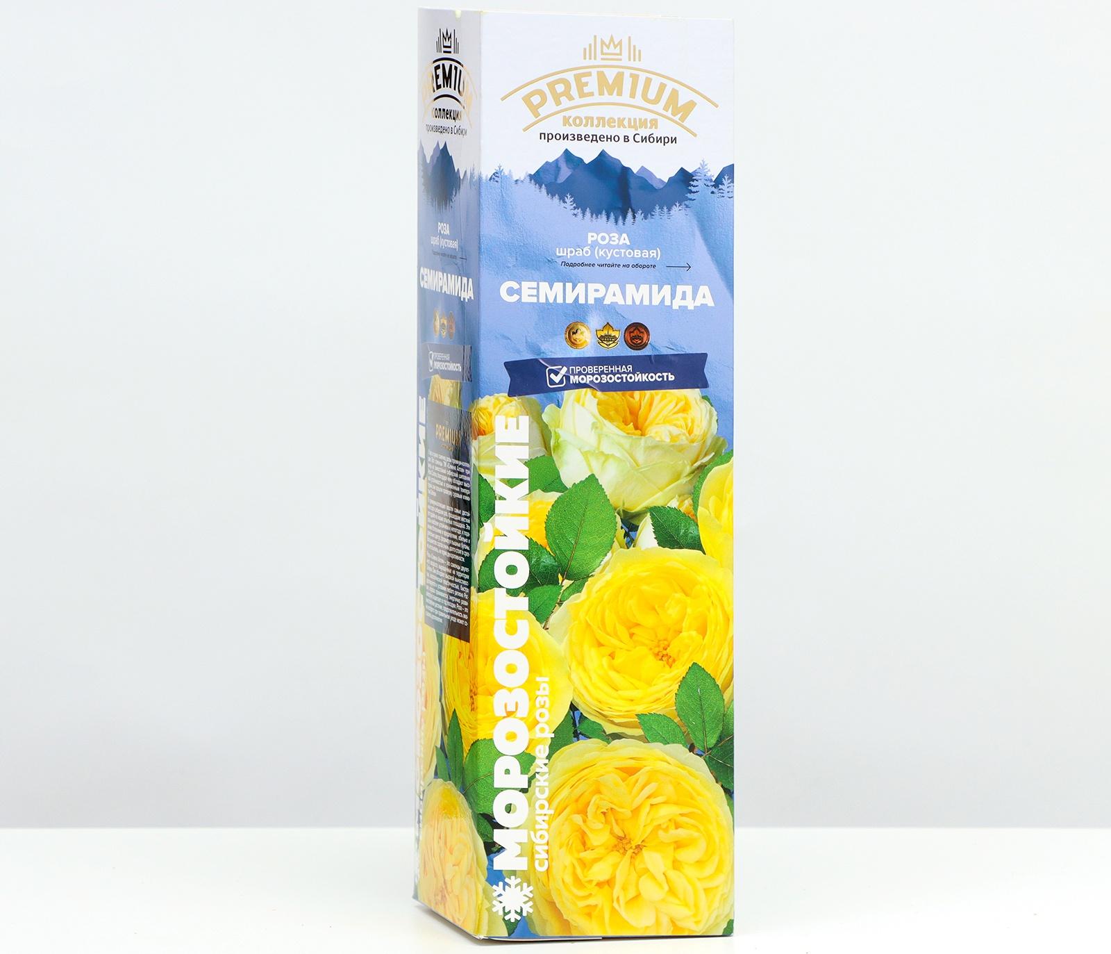 Саженец Розы Шраб 