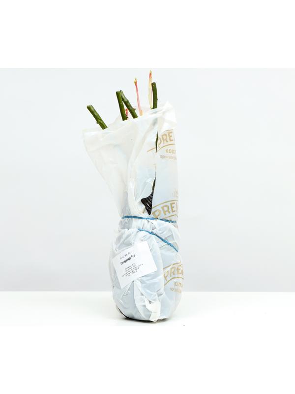 Саженец Розы Шраб 