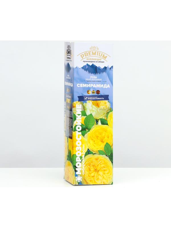 Саженец Розы Шраб 