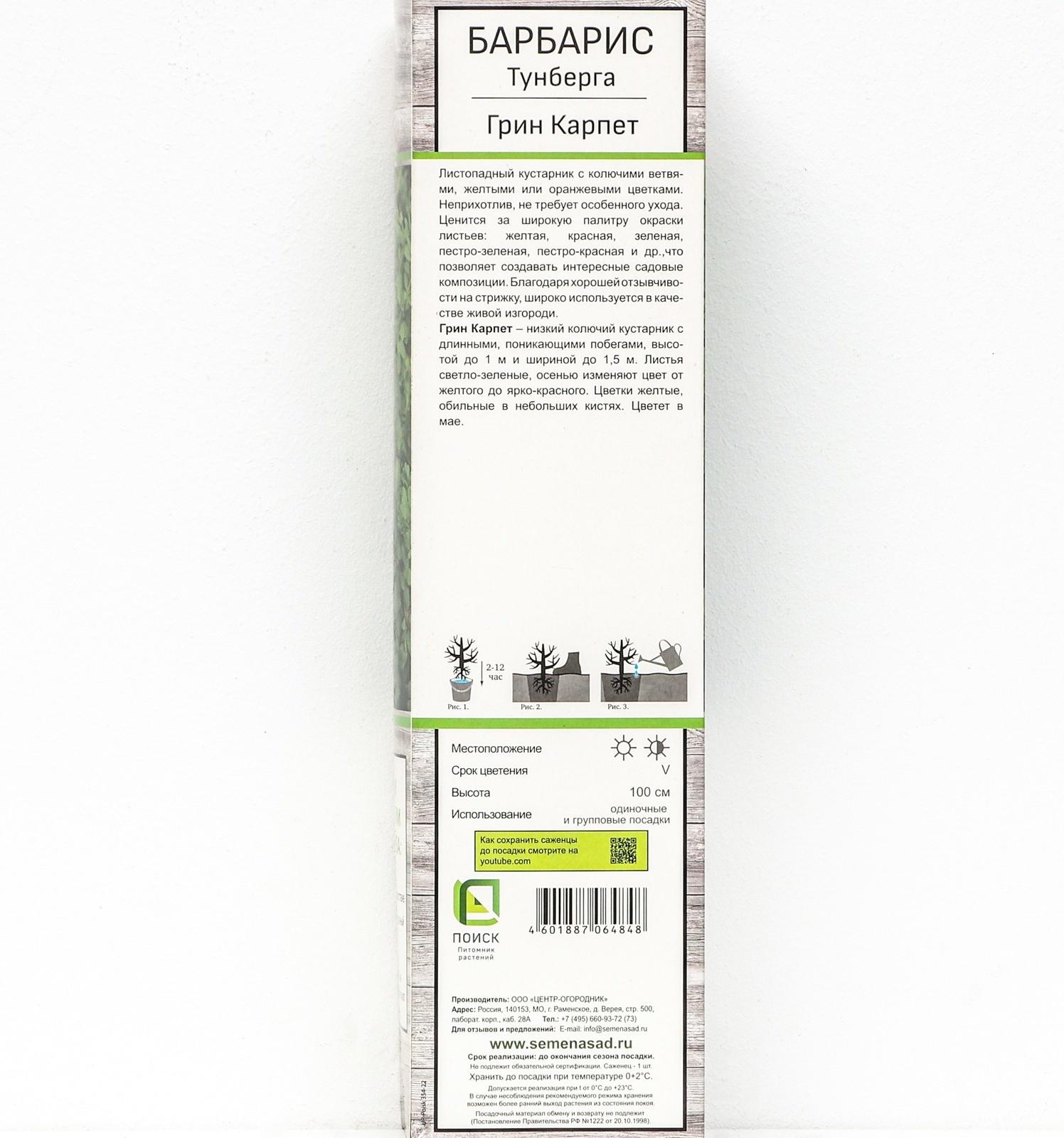 Барбарис Тунберга 