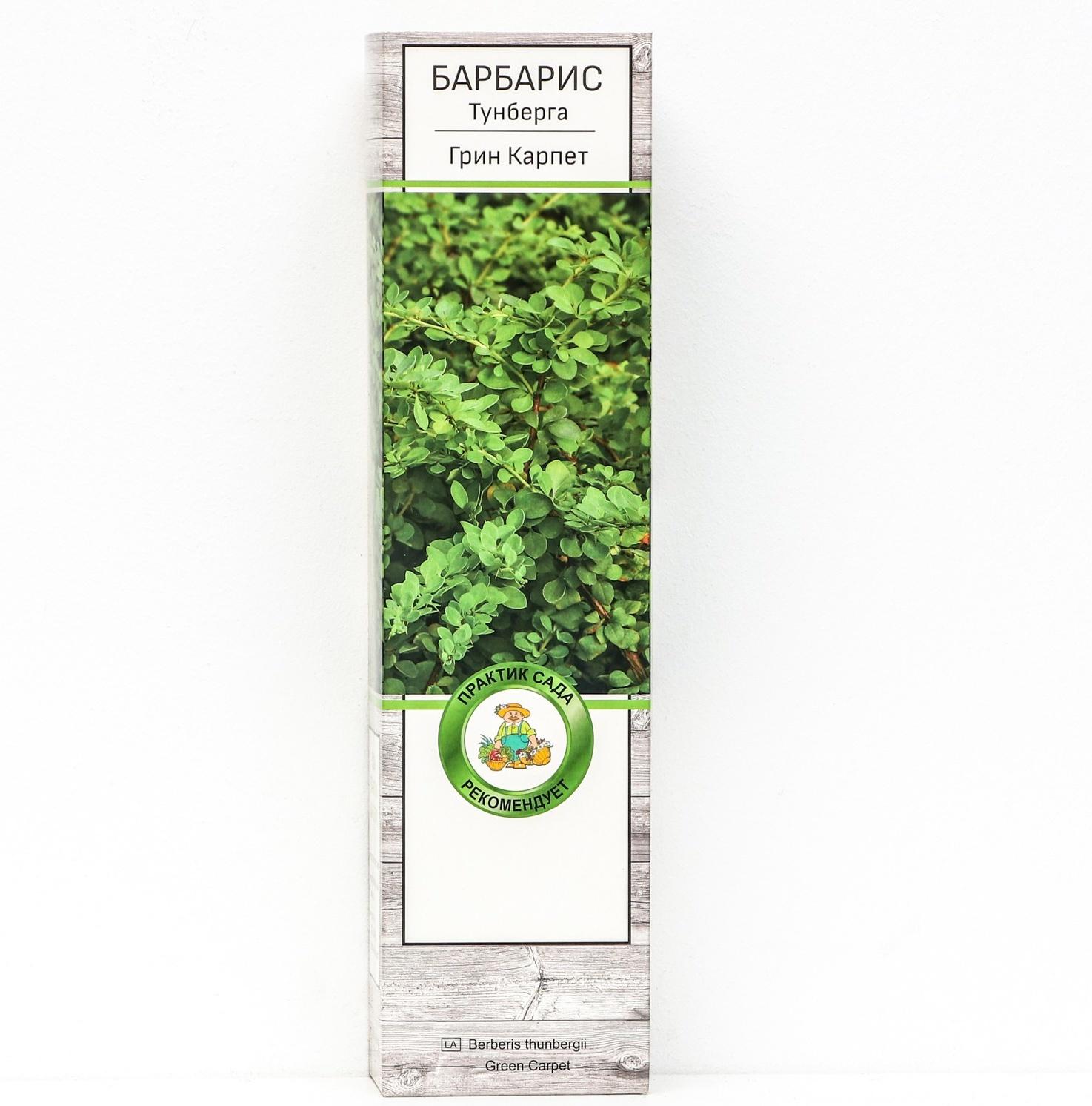 Барбарис Тунберга 