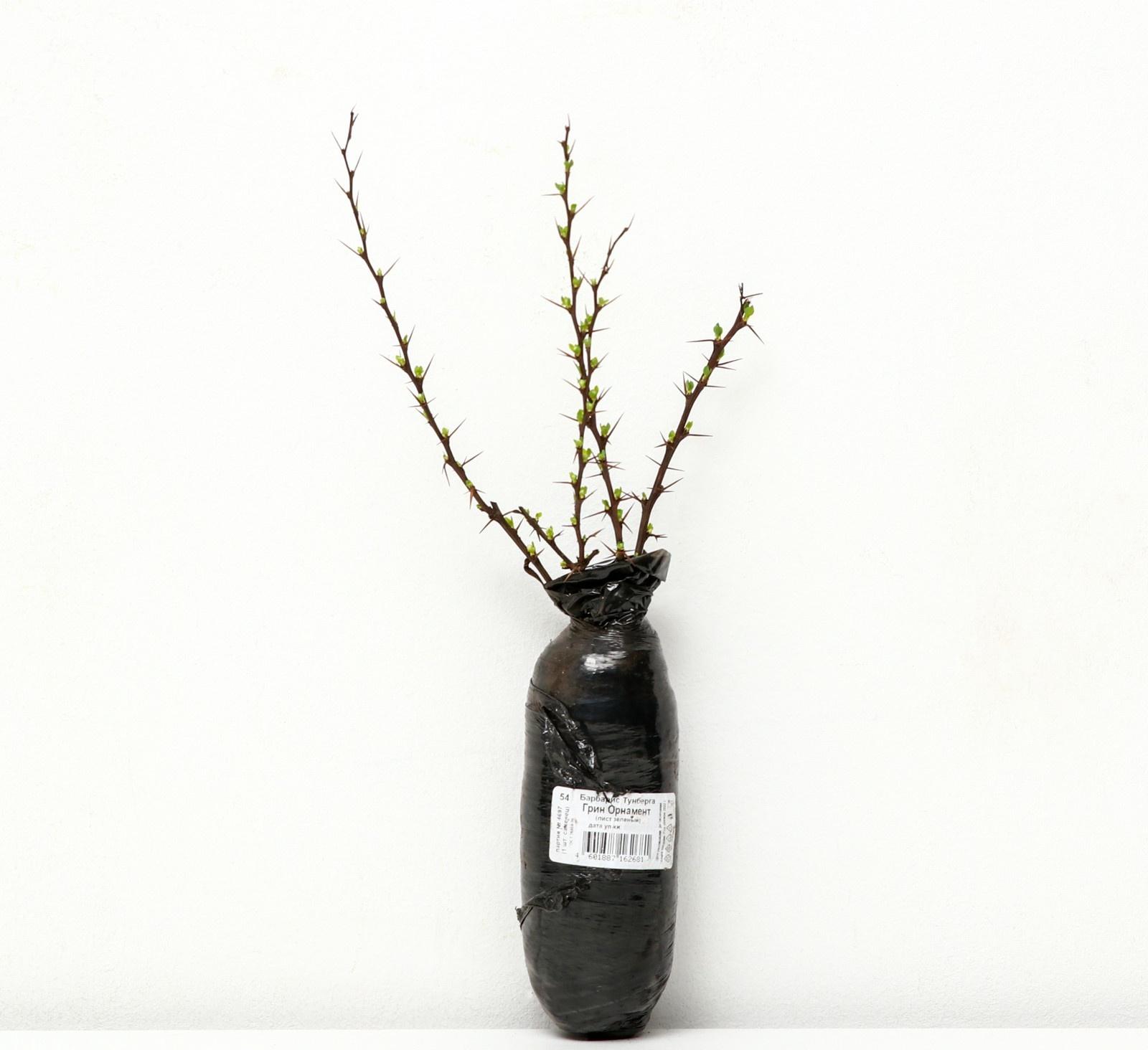 Барбарис Тунберга 