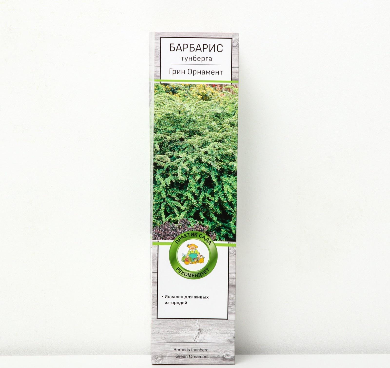 Барбарис Тунберга 